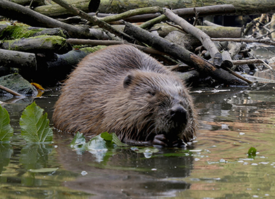 关注海狸:博世摄像机助力罕有的海狸纪录片拍摄